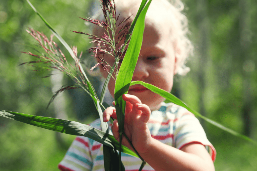 A a child exploring a corn stalk for a living or nonliving activiity