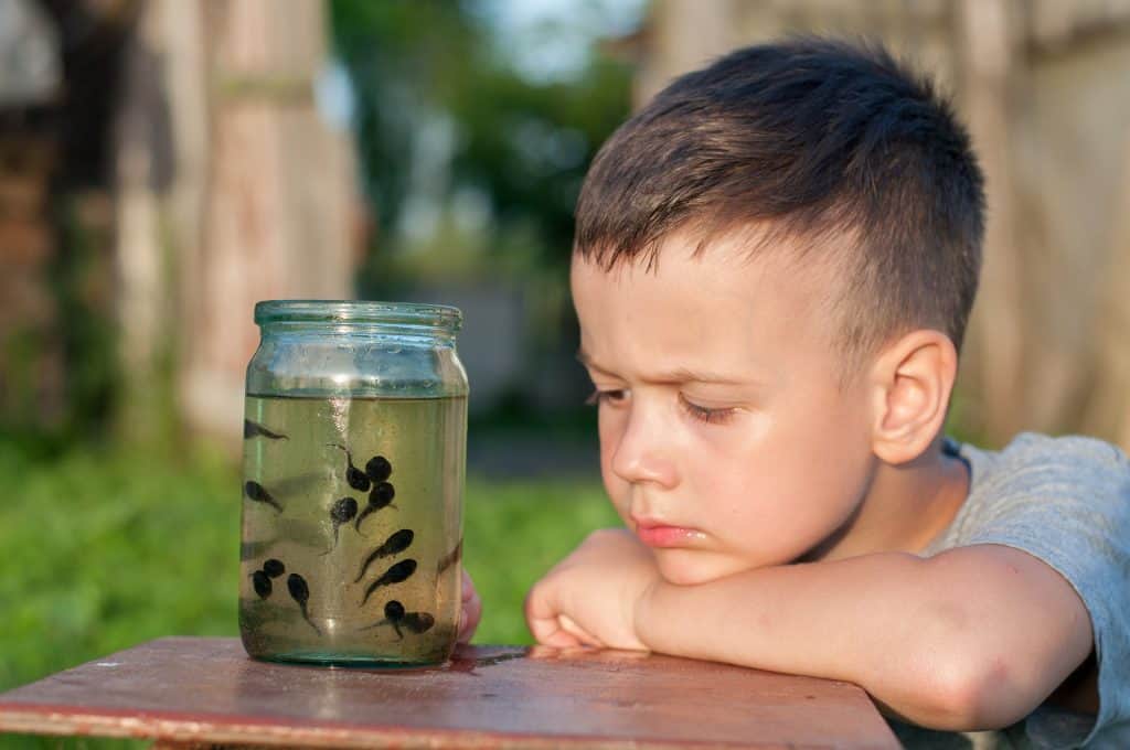A boy looking at a jar of tadpoles