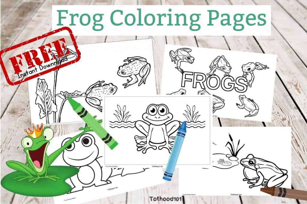 Free Frog Coloring Pages 
