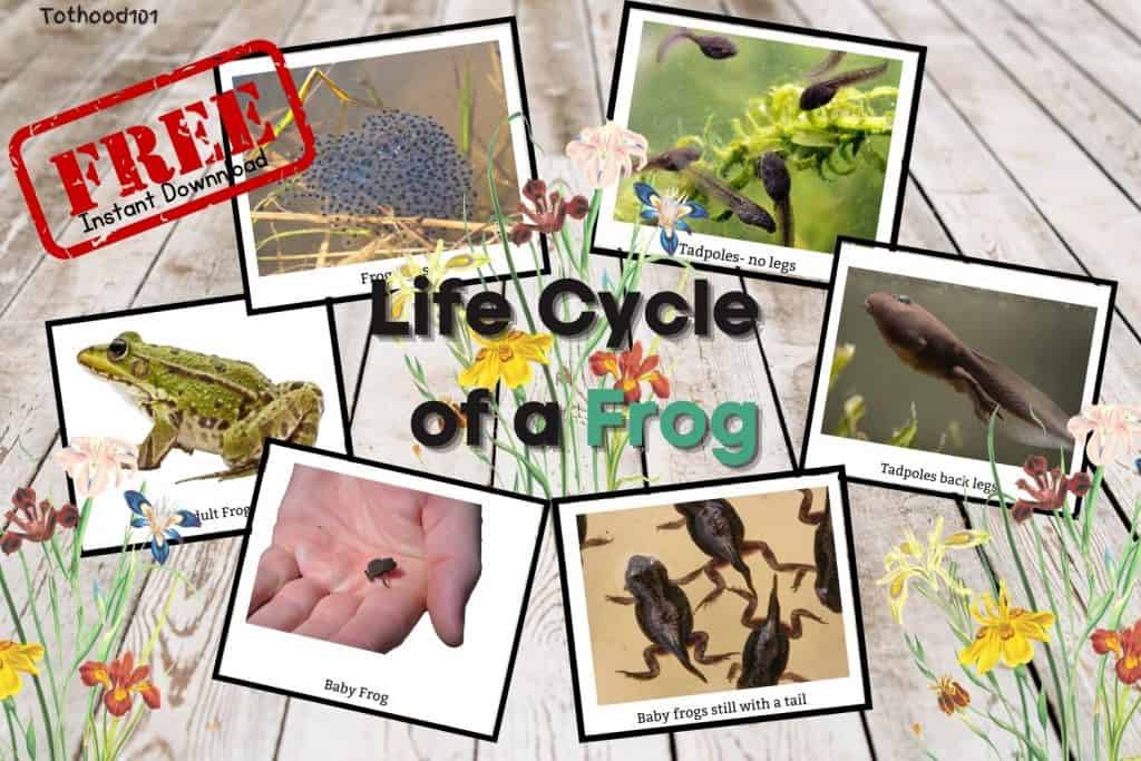 Free life cycle of a frog cards
