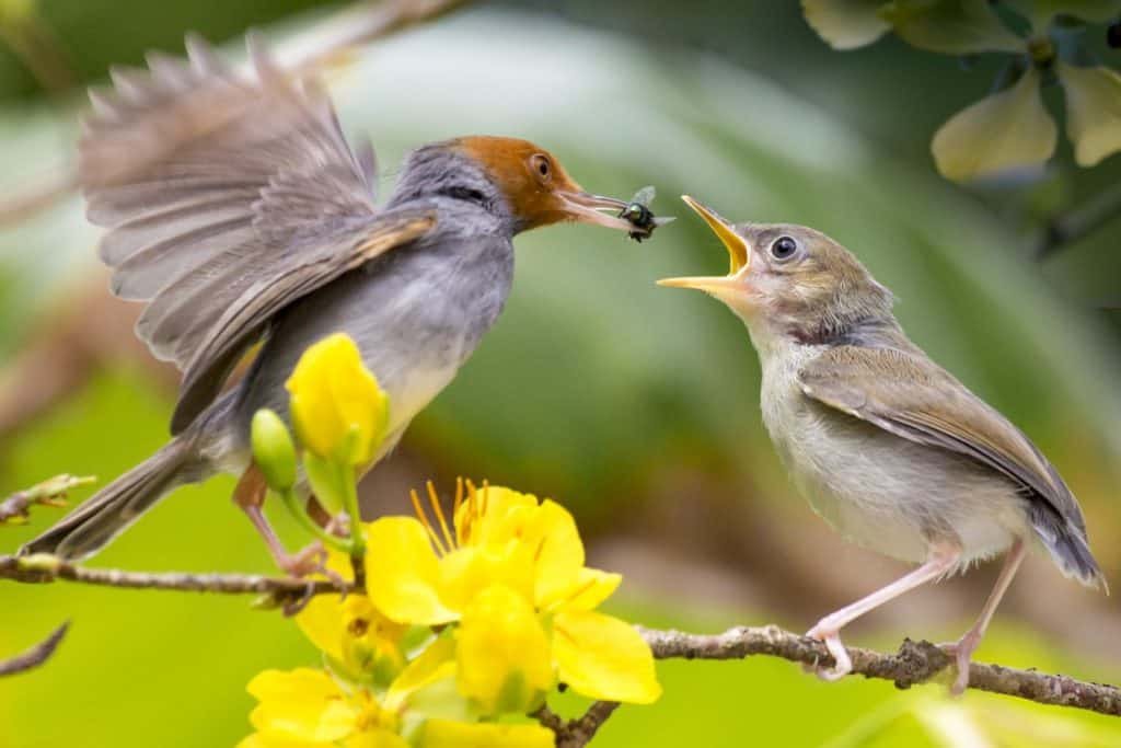 Mama bird feeding her baby bird