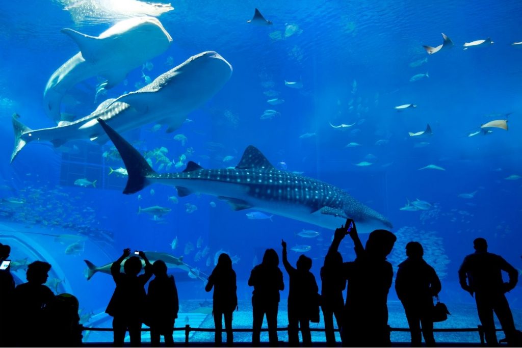 People looking at animals in an aquarium
