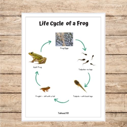 Life Cycle of a frog mini poster