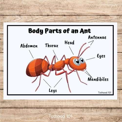 Body parts of an ant labeled