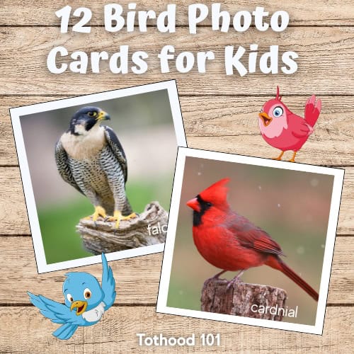 12 Bird Photo cards for kids - falcon and cardinal , a cartoon blue bird a red bird